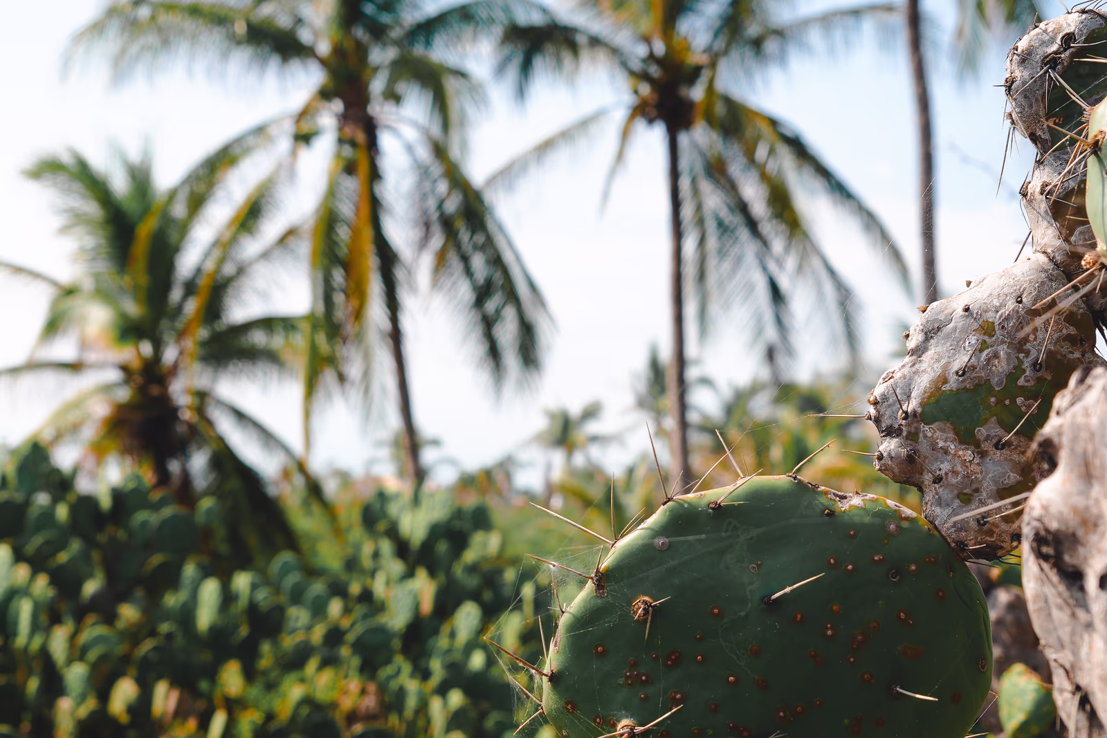 Undeveloped land on the Oaxaca coast with cacti and palm trees